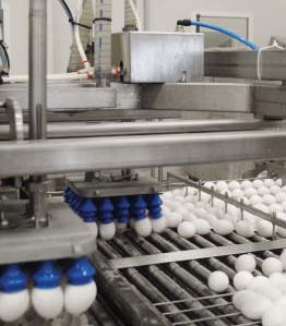 OPTIONS FOR EGG BREAKING MACHINES AND LOADING SYSTEMS